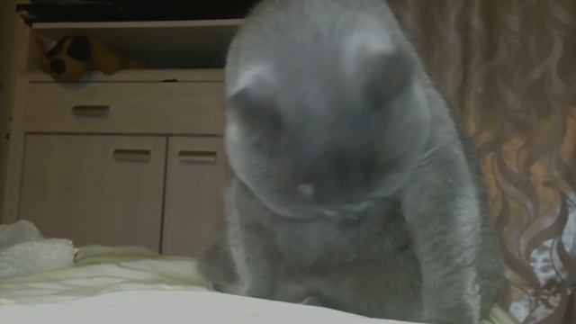 Британская короткошёрстная кошка -  British shorthair cat