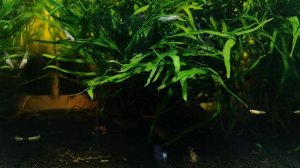 Oryzias Latipes (Platinum Rice Fish)