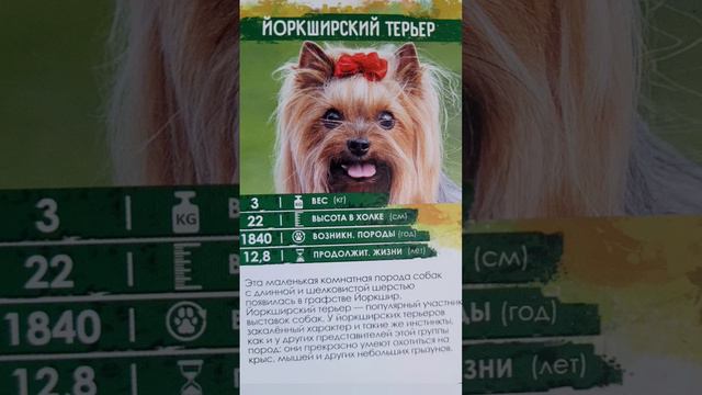 Правда о породе #йоркширский_терьер #кинолог #шпиц #чихуахуа #собаки #играссобакой #йорк #собачки смотреть онлайн