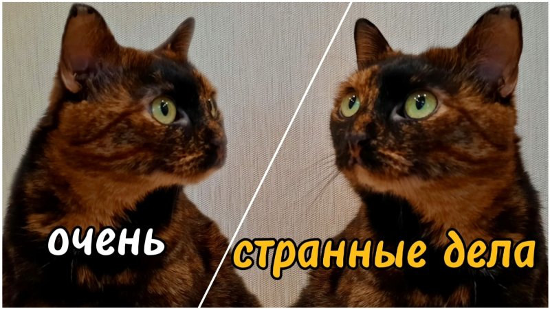 Почему коты смотрят в пустоту? Замечали за своими котами?