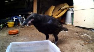 черный ворон птенец 2.5 месяца.(смотреть до конца).