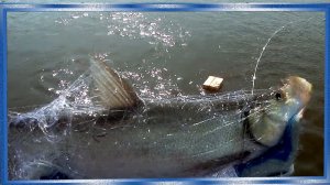 Осенняя путина, 2020, рыбалка сплавными сетями, в ожидании лосося! Кета,