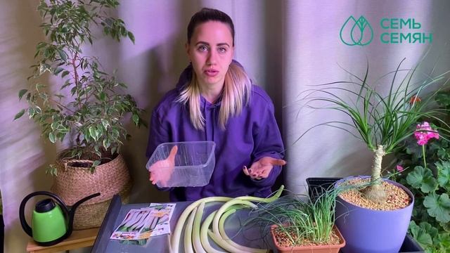 ПОЛЕЗНАЯ И ВКУСНАЯ АЛЬТЕРНАТИВА РЕПЧАТОГО ЛУКА! ВЫРАЩИВАЕМ ЛУК-ПОРЕЙ!