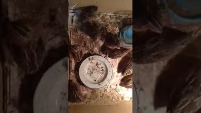 Кукарек ПЕРЕПЕЛА смотреть онлайн