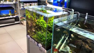 Аквариумные новости с Владимиром Ковалевым (22.09.2023). ЭКЗОМЕНЮ. МОСКВА.