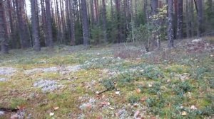 Болото на котором её нет!  #грибы #болото #бор