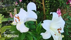 45 сортов лилий.(ОТ-гибриды, ЛА- гибриды, лонгифлорум и трубчатые).