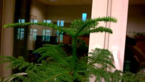 АРАУКАРИЯ _ Комнатная ель _ Уход в домашних условиях  _