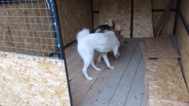 Злата, Каюр, Ханта в берёзках смотреть онлайн