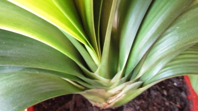 Кливия Будда выпускает цветочную стрелу! Фантастика! Просто чудо - чудное! смотреть онлайн