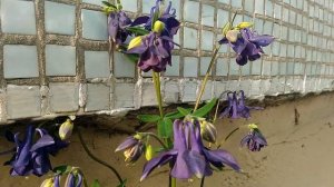 Городские цветы: Аквилегия/City flowers: Aquilegia