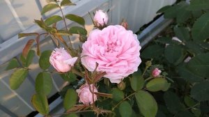 Дача | Отпуск| Купила новые розы