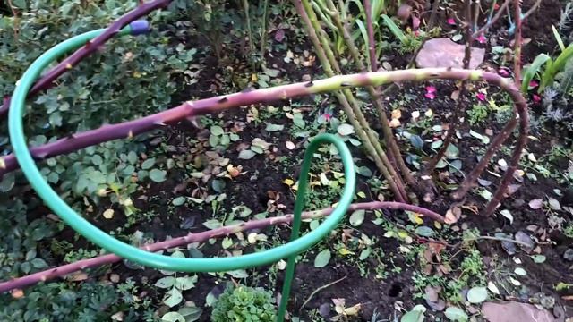 Прогулка-обзор сада.Обрезка плетистых роз.Подготовка роз к зиме. смотреть онлайн