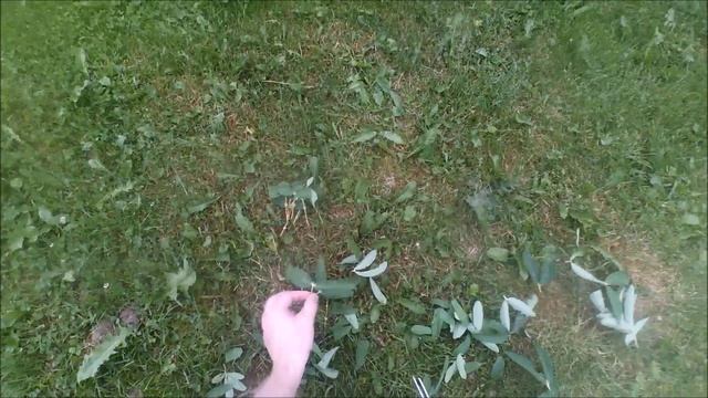 Как размножить жимолость черенками смотреть онлайн