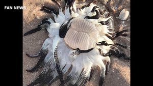 Неопознанное морское существо выбросило на берег в Австралии!