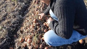 Лук Лоредо F1 08 09 2017