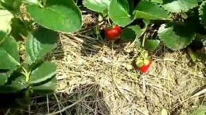 Земляника (клубника), сорт Мальвина. Первая ягода