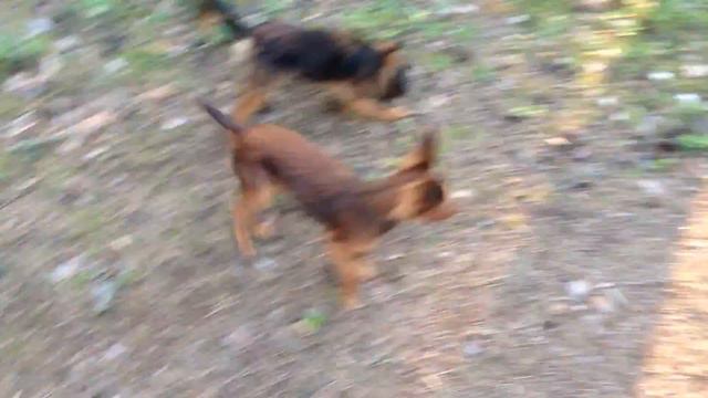 Лето 2014. Прогулка с собаками. смотреть онлайн