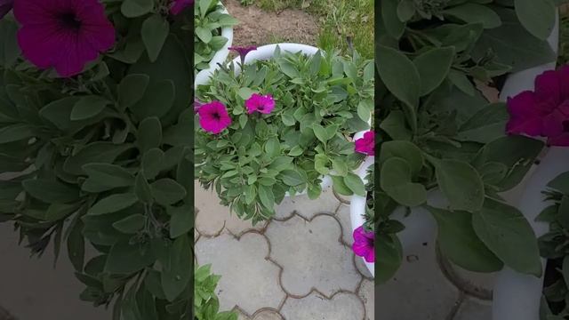 Петуния Опера Тайдал Изи Вейв Шок Вейв смотреть онлайн