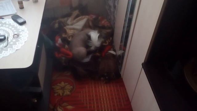 Любимые китайские хохлатки смотреть онлайн