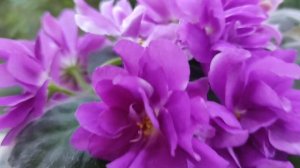 Фиалка РС- Вавилон.