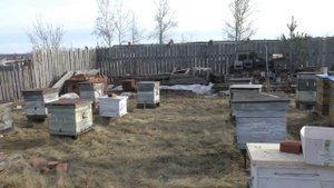 Предварительная оценка зимовки 21-22 гг на рапсовом меде.  8 апреля 2022