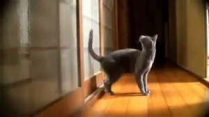 Мой кот- ИДИОТ!
