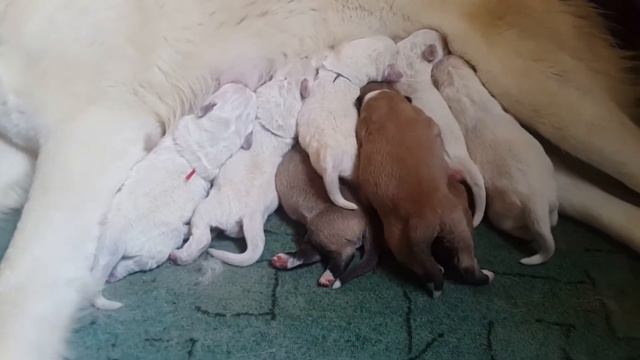 Щенки в питомнике СУРДАН КАРАШ (помёт "К" д.р.25.1017г.) смотреть онлайн