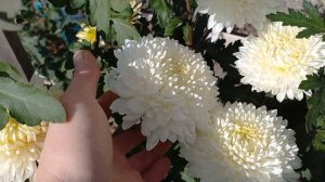 Газель Белая. Хризантема Голландская в открытом грунте.