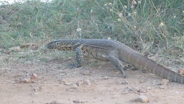 jp videos episode 18 asian water monitor (18) смотреть онлайн