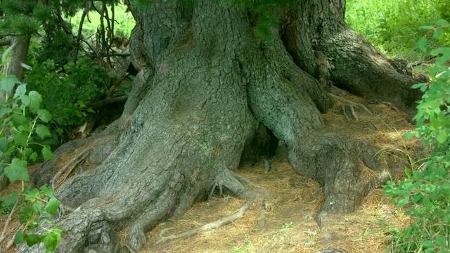 Западно-Алтайский государственный заповедник от души поздравляем с Днём рождения! смотреть онлайн