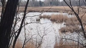 Лебедь и гуси на озере в Краснодарском крае. Село Новоукраинское.