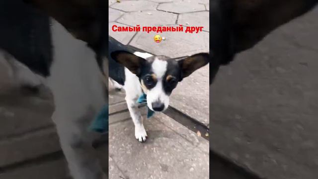 Человек собаке друг!