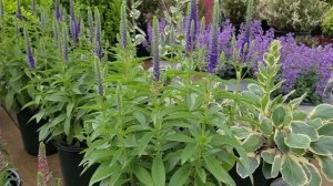 Veronica 'Royal Candles' (Speedwell) // The BEST, (very popular) dwarf blue perennial
