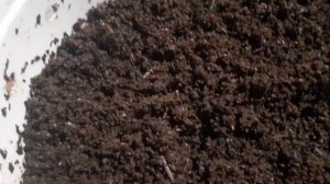 Черви Чёрный принц. 13 Ноября 2023г