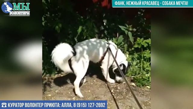 💖💖 ФАНК, нежный красавец из приюта "Щербинка", сейчас на передержке, СОБАКА-МЕЧТА будущего ХОЗЯИНА❗
