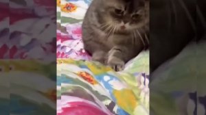 Встреча ? Забавные котята Смотреть весёлое видео с озвучкой про кошек, собачек,попугаев, обезьянок?