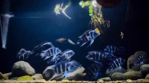 Фронтоза африканская королева Танганьики