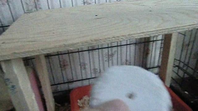 Что должно быть в клетке у шиншиллы