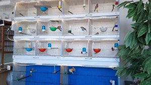 Канарейки- птенцы