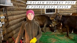 Аллергия у коровы. Пироплазмоз у ротвейлера.Последствия обработки от клещей у наших коров