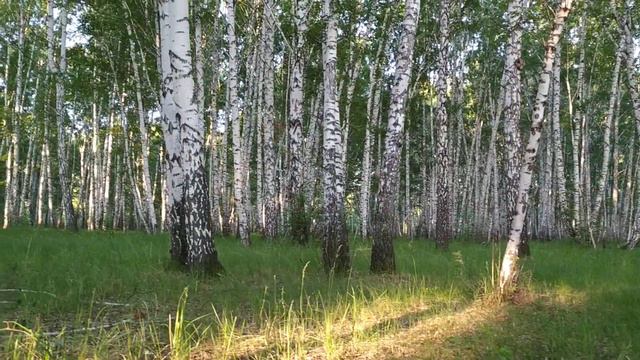 Утро в берёзовой роще смотреть онлайн