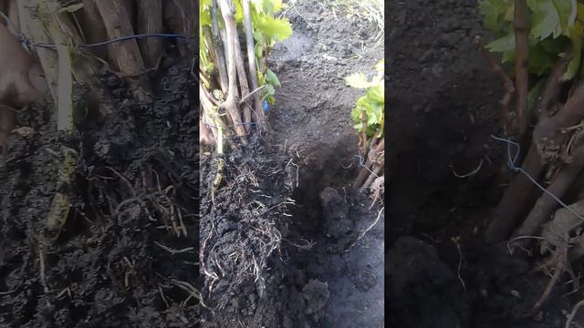 Саженцы винограда