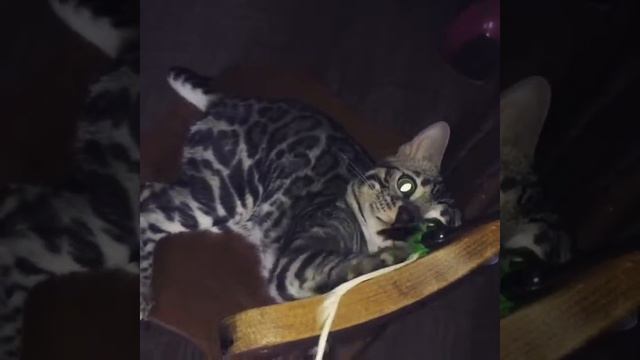 Питомник Бенгальских кошек leominipard.ru