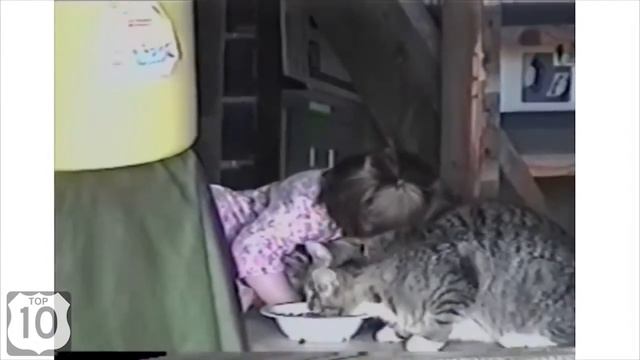 Приколы про кошек и детей.Смотреть онлайн смешное видио... смотреть онлайн