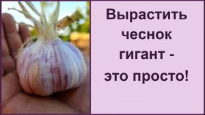 ТРИ ПОДКОРМКИ ЧЕСНОКА И ЛУКА, ПОЛУЧАЮТСЯ ОВОЩИ ГИГАНТЫ