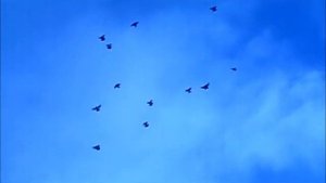 Голуби торцовые кировоградские