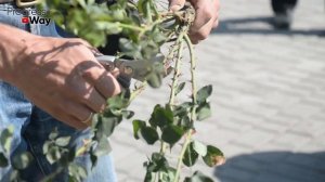 Супер Способ Укоренить Любой Черенок За 1 День! 100% Рабочий Способ Укоренения Черенков!