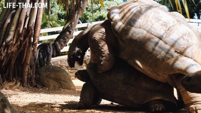 Слышали, какой звук издают гигантские черепахи во время...?! смотреть онлайн