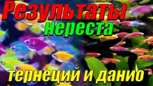 Результаты нереста данио и тернеции!